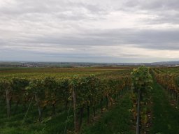 Weinfest Bockenheim 2019